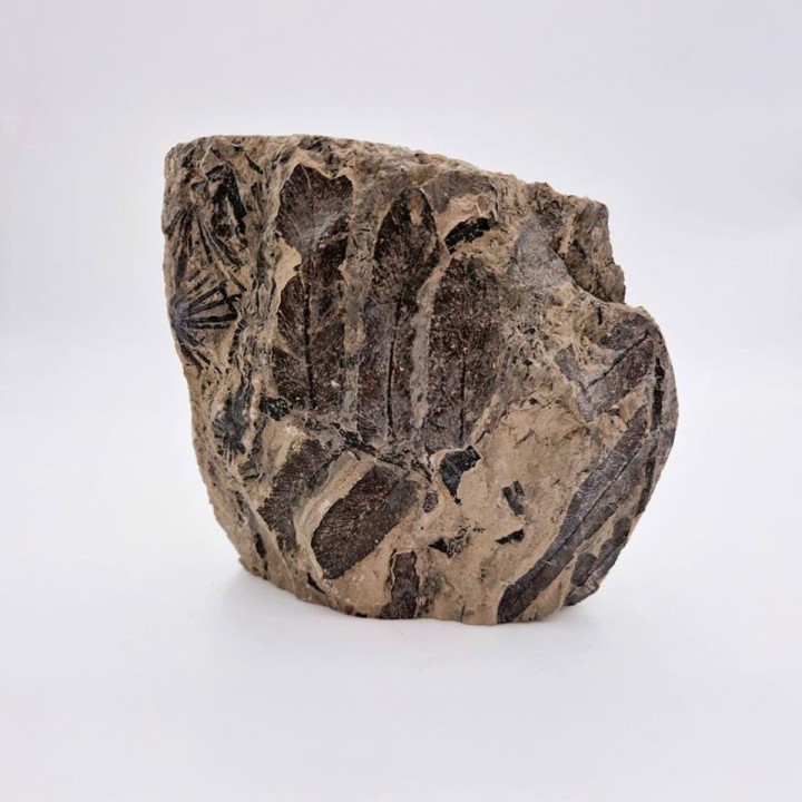 Fougère fossile de Montceau les Mines