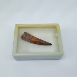 Dent de Spinosaure (Spinosaurus aegyptiacus) 1