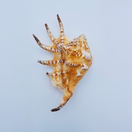 coquillage (Lambis lambis)