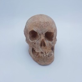Moulage d'un crâne d'Homme.