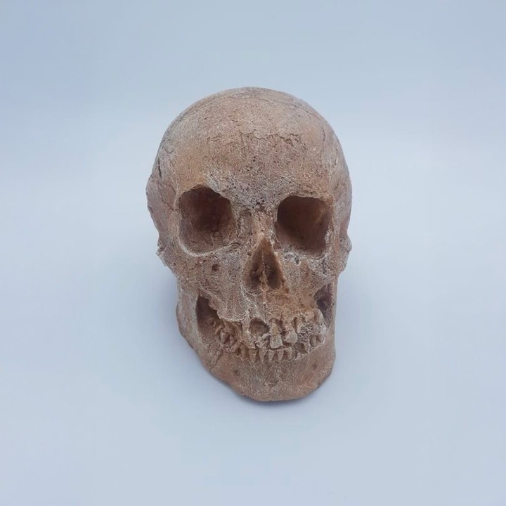 Moulage d'un crâne d'Homme.