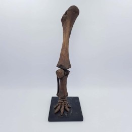 Patte de mammouth laineux (Mammuthus primigenius)