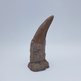 Moulage d'une dent de tyrannosaure
