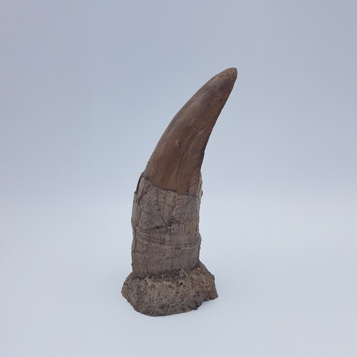 Moulage d'une dent de tyrannosaure