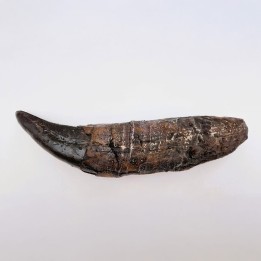 Dent de dinosaure en résine