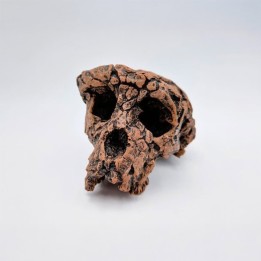 Moulage d'un crâne de Toumaï (Sahelanthropus tchadensis)