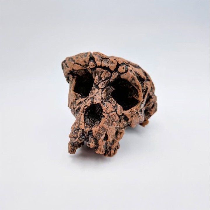 Moulage d'un crâne de Toumaï (Sahelanthropus tchadensis)