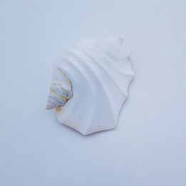 coquillage (Strombus latissimus)