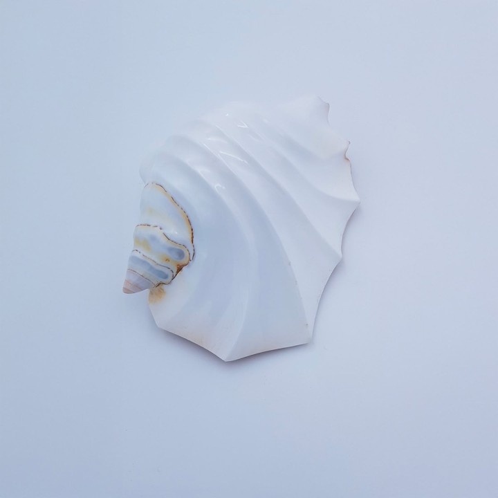 coquillage (Strombus latissimus)