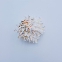 coquillage (Chama lazarus)