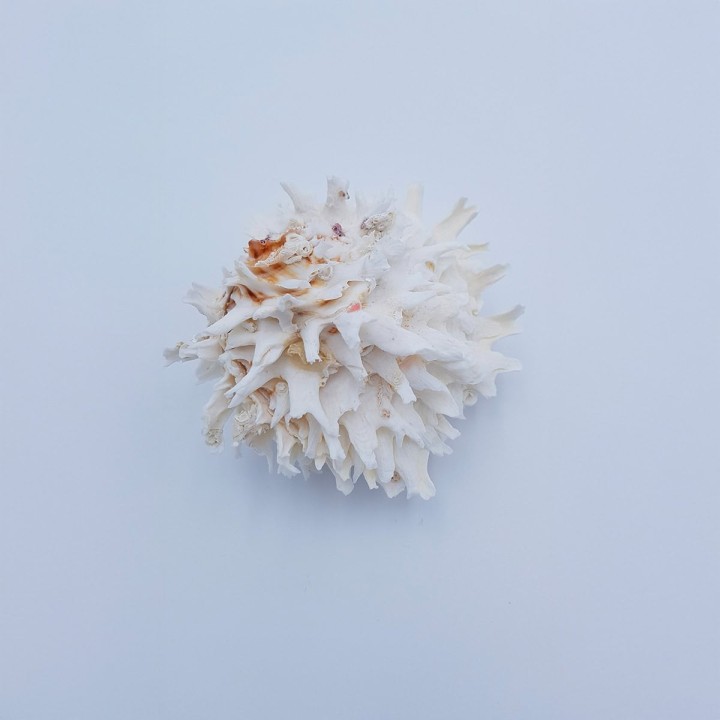 coquillage (Chama lazarus)
