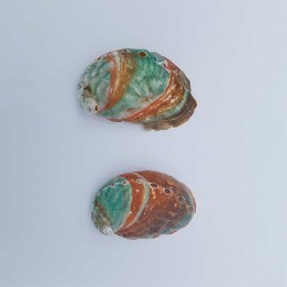abalone