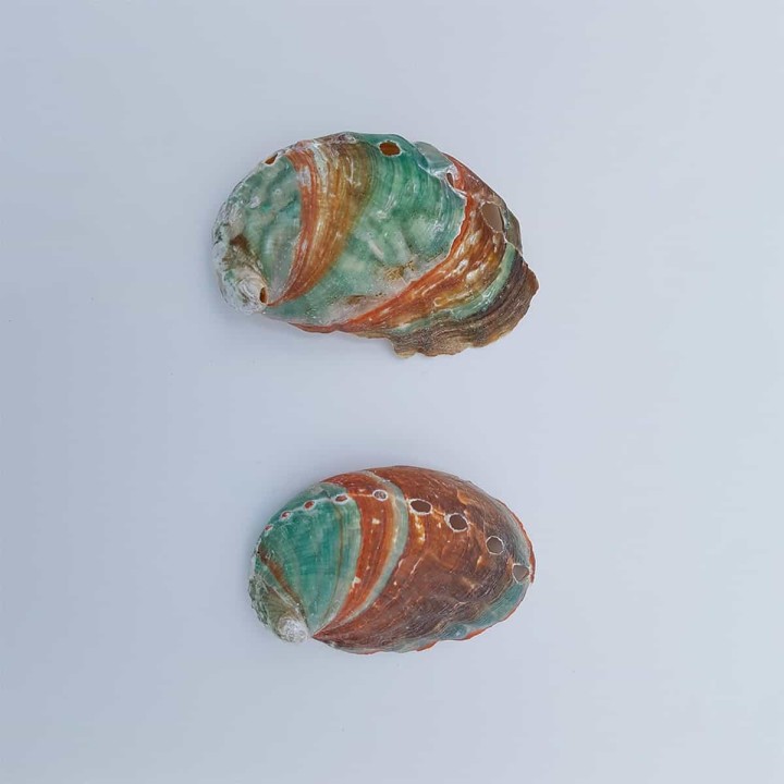 abalone