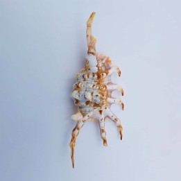 Lambis scorpio