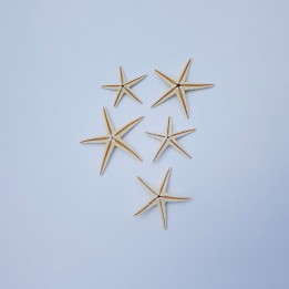 Etoile de mer