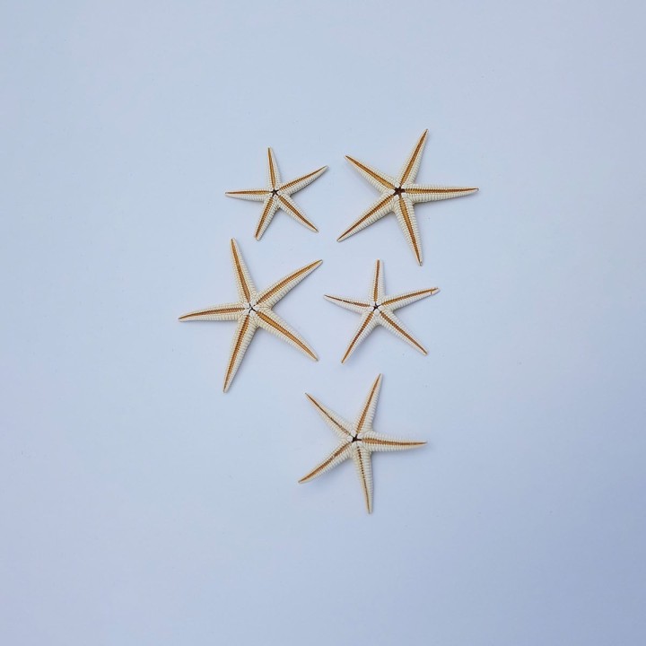 Etoile de mer