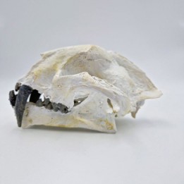 Crâne de Dinictis, moulage
