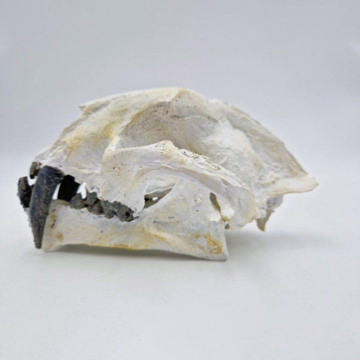 Crâne de Dinictis, moulage